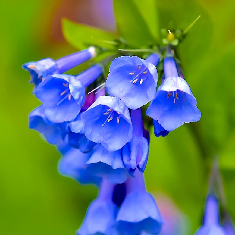 Bluehead Gilia: A Self-Seeding Flower to Attract Pollinators to Gardens