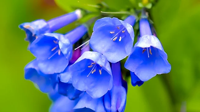 Bluehead Gilia: A Self-Seeding Flower to Attract Pollinators to Gardens