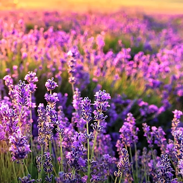 April Lavender Care Tips for Optimal Summer Blooms