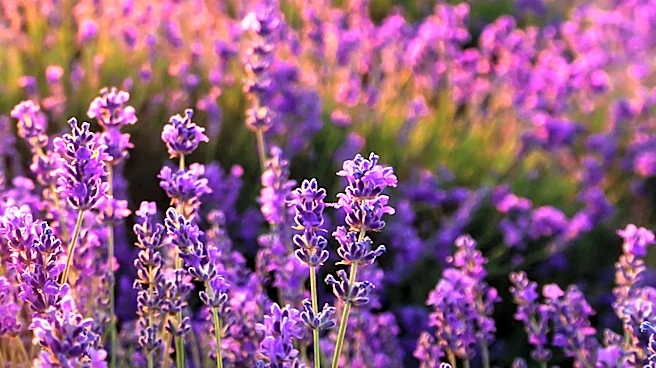 April Lavender Care Tips for Optimal Summer Blooms