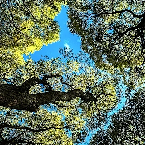 California's Oak Trees Signal Spring with New Growth