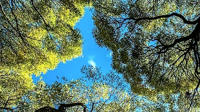 California's Oak Trees Signal Spring with New Growth