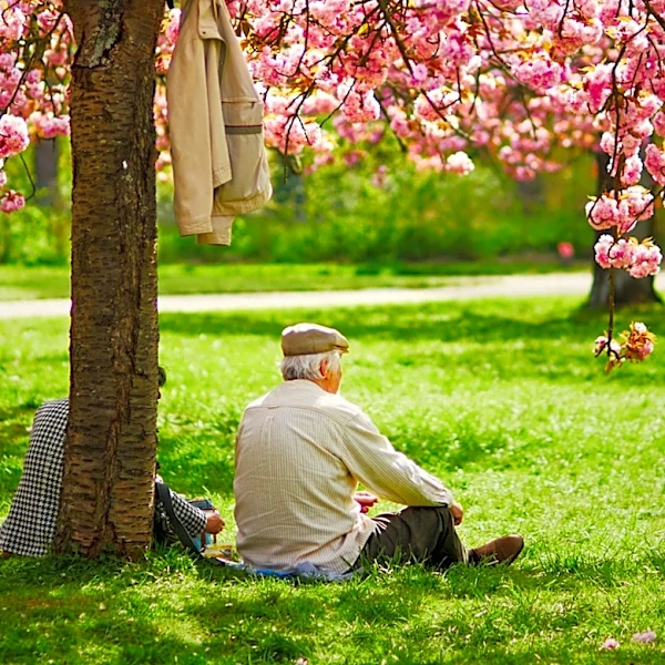 D.C. Couple Continues Cherry Blossom Picnic Tradition for 28 Years