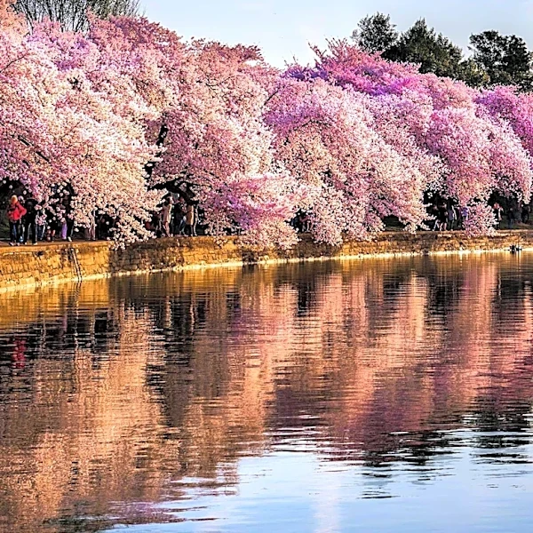 Cherry Blossoms Near Full Bloom at Jackson Park in Chicago