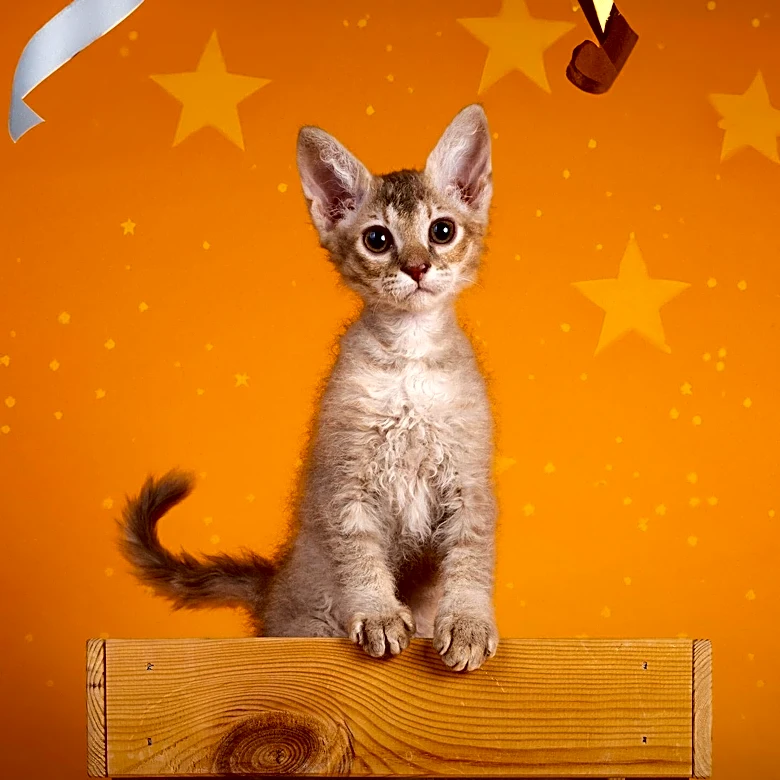 ASPCA Celebrates 160 Years of Animal Protection Milestones