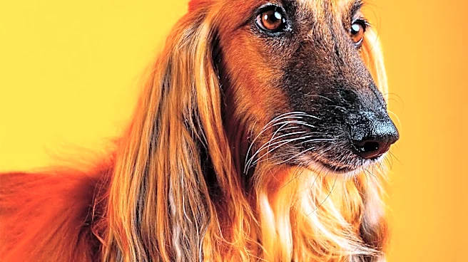 Florida Animal Shelter Highlights Surprising Designer Dog Adoption