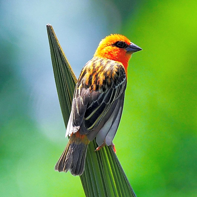 Photographer's Zine Celebrates Hawaiian Birds and Conservation