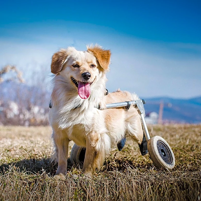 Senior Dog's Remarkable Recovery After Accident Inspires Many