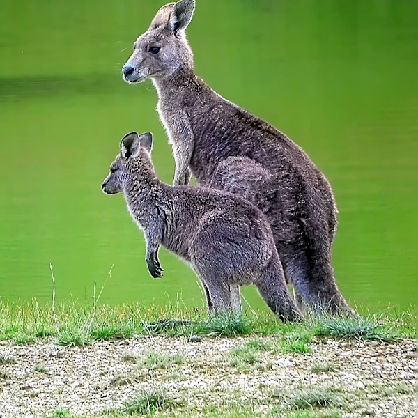 Denver Zoo Welcomes Two New Kangaroos from Nashville Zoo