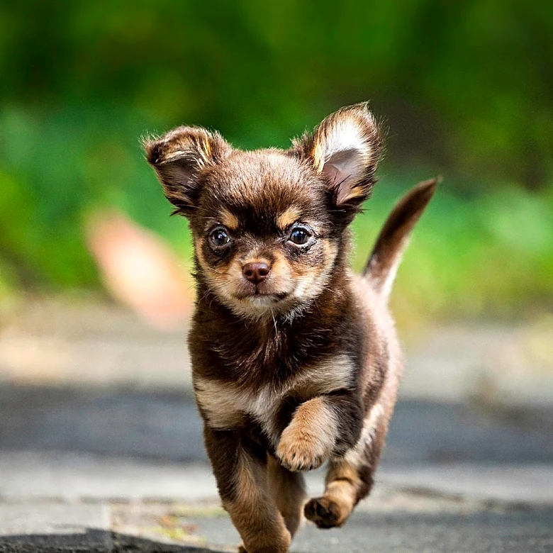 Runt of the Litter Puppy Finds Love and Goes Viral