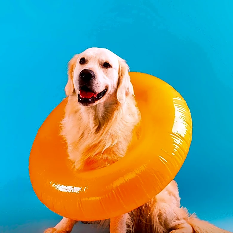 Misunderstood Dog Swimsuit Ad Sparks Online Amusement