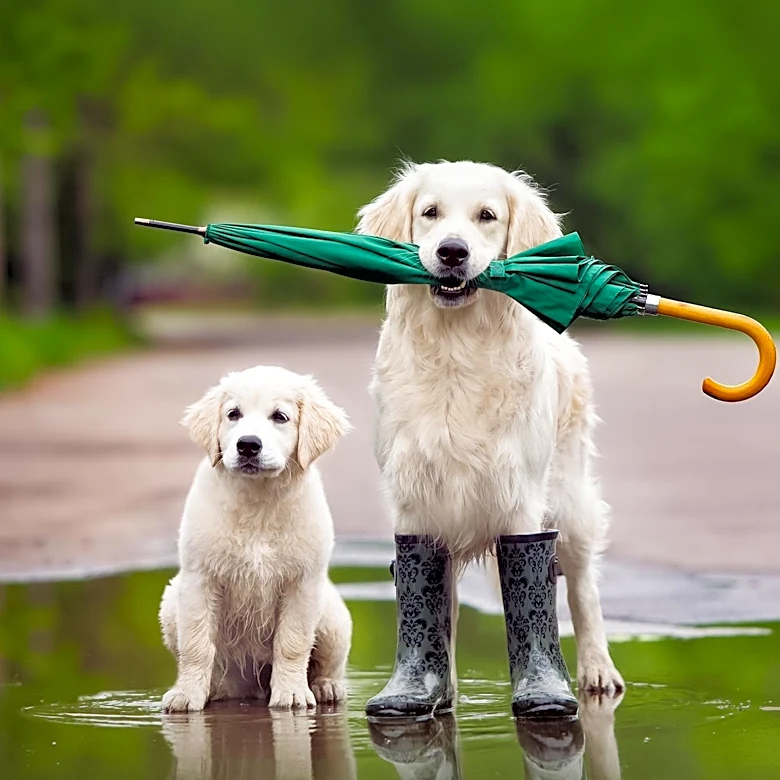 Viral Video of Dog's Rainy Misadventure Sparks Online Laughter