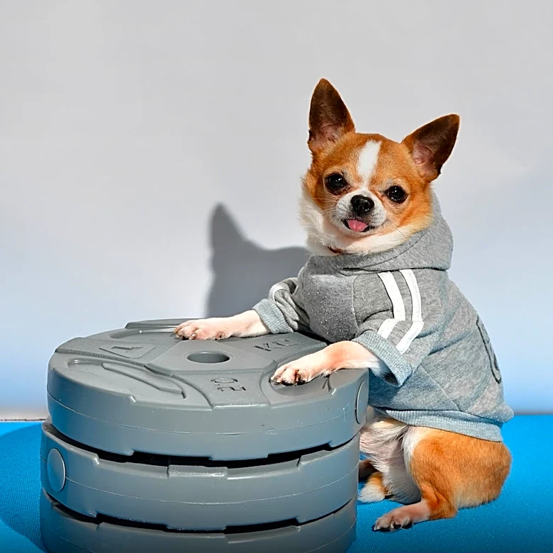 Pomeranian's Pilates Routine Goes Viral, Captivating Social Media Users