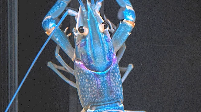 Scientists Advocate for Ban on Boiling Lobsters Due to Pain Sensation Findings