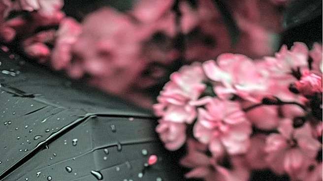 San Francisco Cherry Blossom Festival Celebrates Japanese Culture Amidst Rainy Weather