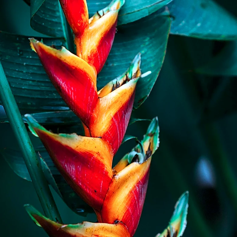 Garden Club of Honolulu to Host Major Flower Show Focused on Conservation