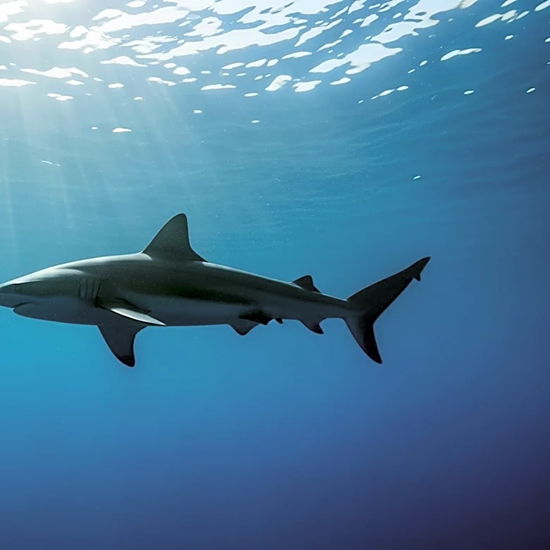 Phoebe Dynevor Stars in Netflix's Shark Thriller 'Thrash', Captivating Audiences