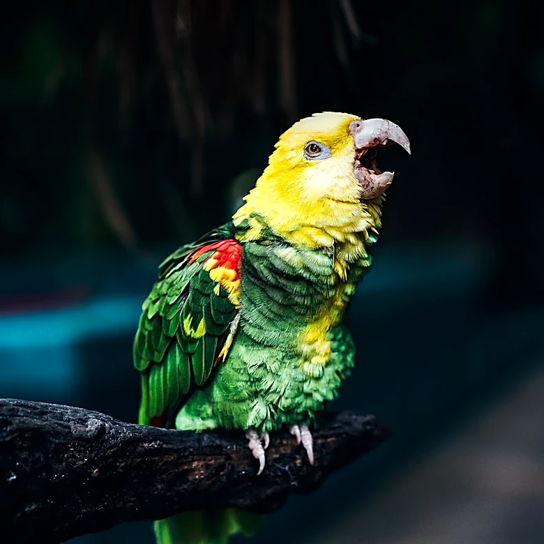 Viral Parrot Mimics Rihanna, Captivating Social Media with Musical Talent