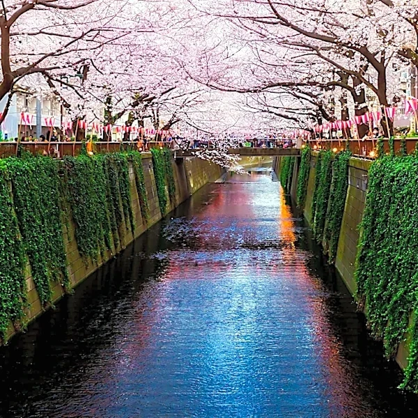 San Francisco Cherry Blossom Festival Celebrates Japanese Culture Amid Rain