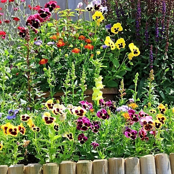 Self-Seeding Flowers Offer Effortless Gardening Solutions for Home Gardeners