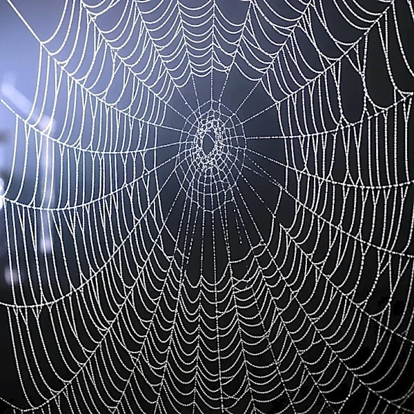 Taylor Momsen Hospitalized Due to Spider Bite During AC/DC Tour, Impacting Tour Schedule