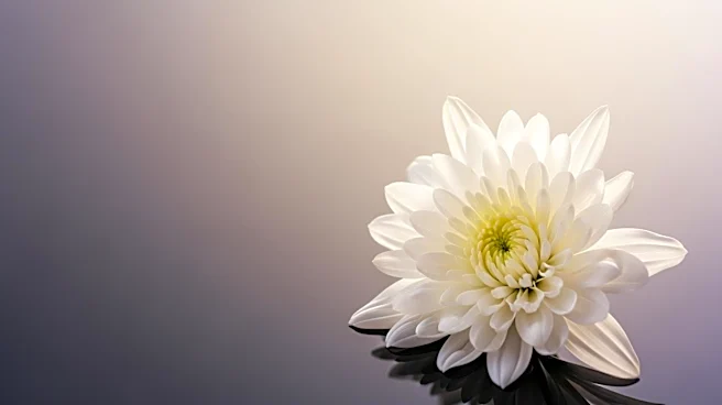 Amanda Peet Announces Cancer-Free Status Amid Personal Challenges