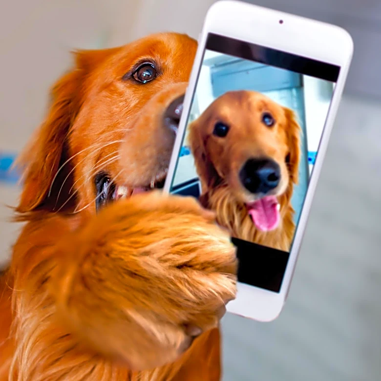 Social Media Mourns Beloved Dog Charlie After Heartfelt TikTok Video
