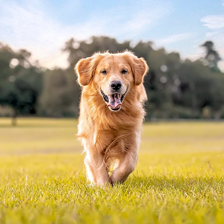 The Dogist Expands Media Brand from Instagram to YouTube, Embracing New Content Formats