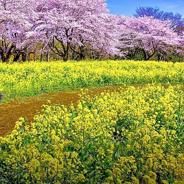 Frühjahrsmüdigkeit: The Springtime Fatigue Phenomenon Explored