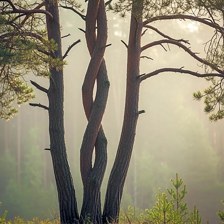 Timberwolves Trio Prepares for NBA Playoffs with Resilience and Growth