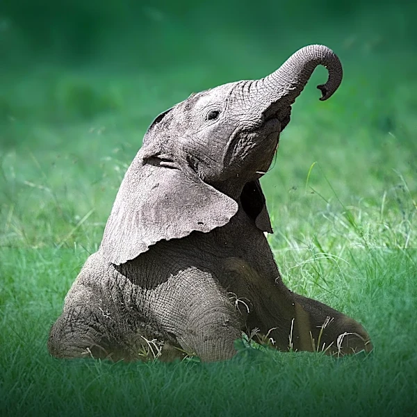 Baby Elephant Linh Mai Rejected by Mother, Finds New Guardian at Smithsonian's National Zoo