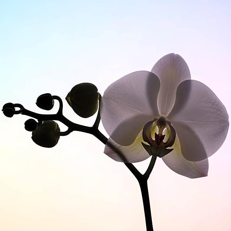 Rihanna Addresses Pregnancy Rumors Amid Speculation on Social Media