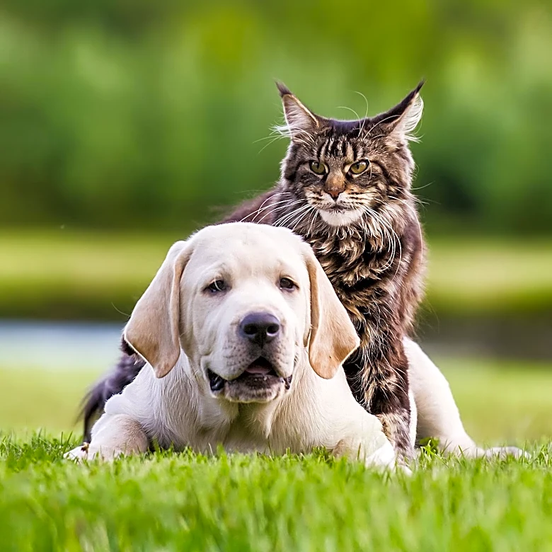 Michigan Humane Features Heath the Cat and Malfoy the Dog for Adoption