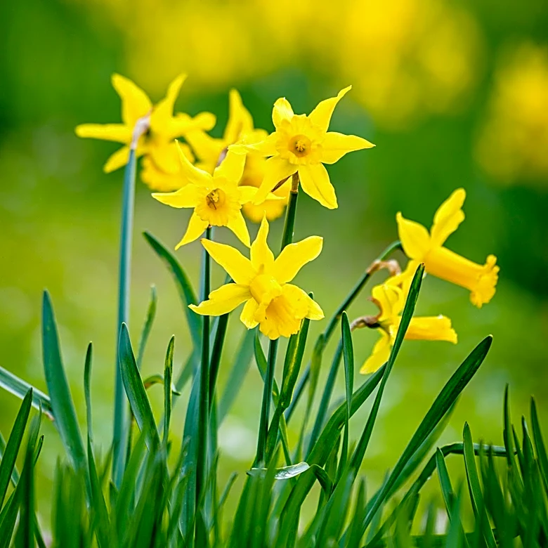 Thousands of Daffodils Bloom at Mt Hope Cemetery in Rochester