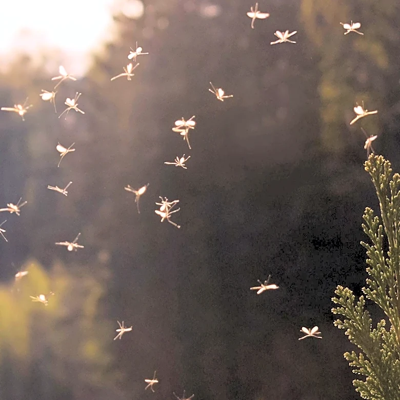 Spring Brings Increased Moth Infestations: Effective Solutions for Homeowners