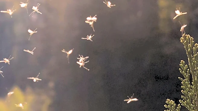 Spring Brings Increased Moth Infestations: Effective Solutions for Homeowners