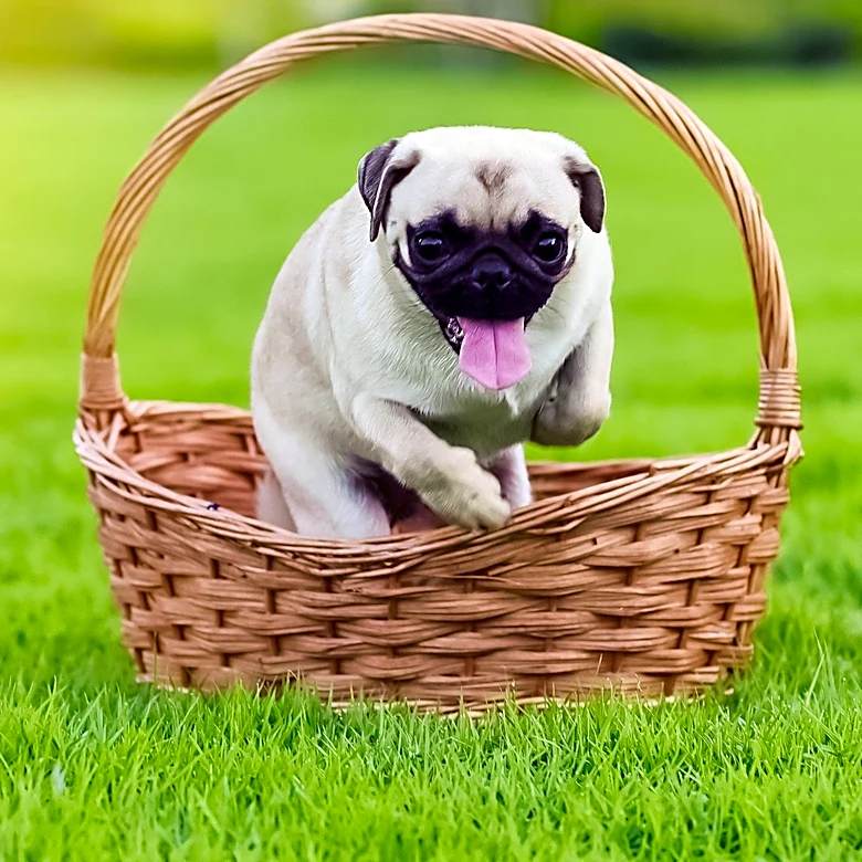 Viral Video Shows Clever Puppy Outsmarting Playpen, Captivating Viewers