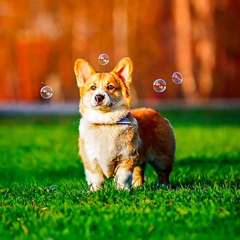 Chow-Corgi Mix Charms Internet with Adorable Request for a Walk