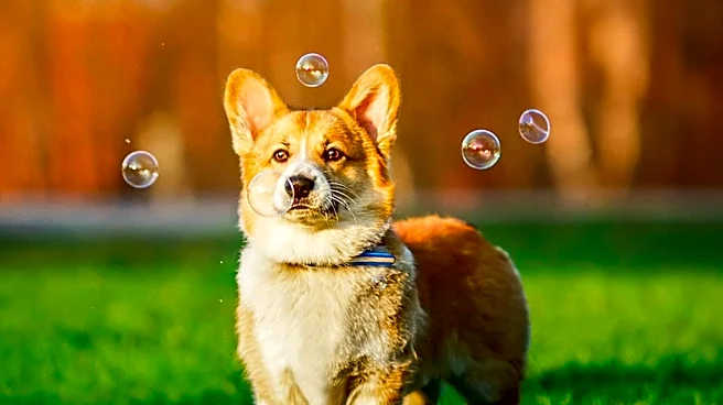 Chow-Corgi Mix Charms Internet with Adorable Request for a Walk