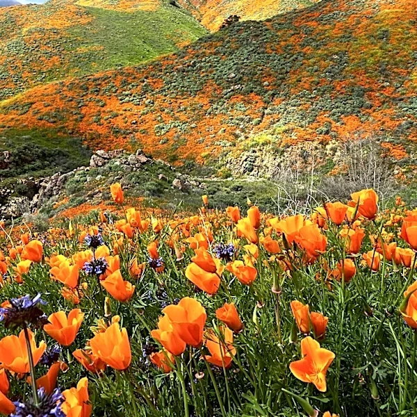 Los Angeles County Offers Diverse Spring Hiking Opportunities Amid Blooming Wildflowers