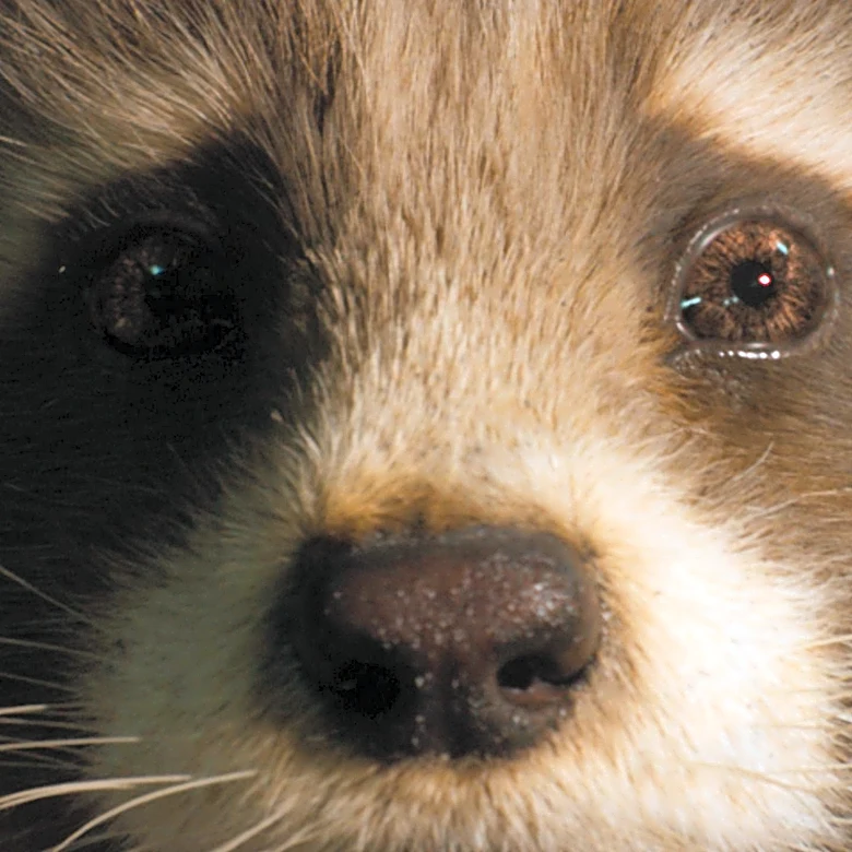 Mercy for Animals Leverages Hollywood Influence for Animal Welfare Advocacy