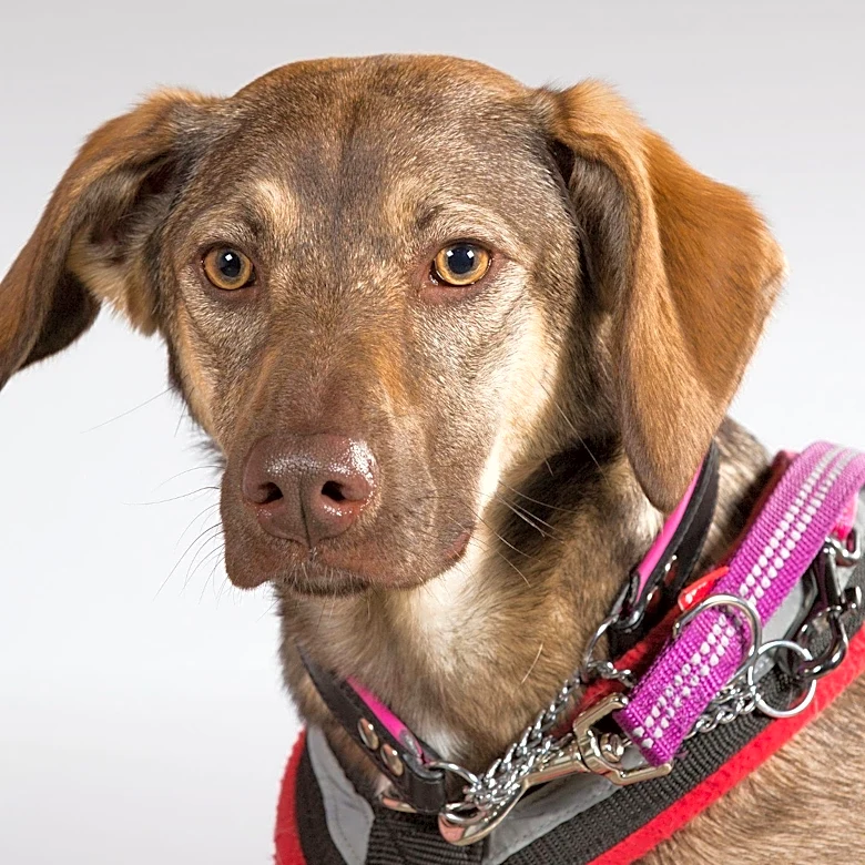 Rescue Dog Missy Skips Vet Appointment for Daycare Adventure