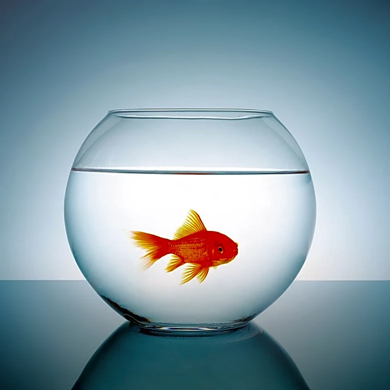 Consumer Reports Identifies Quality Issues in Popular Fish Oil Supplements