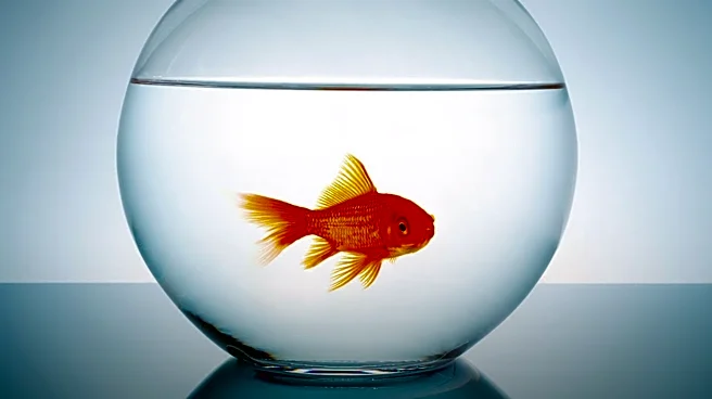 Consumer Reports Identifies Quality Issues in Popular Fish Oil Supplements