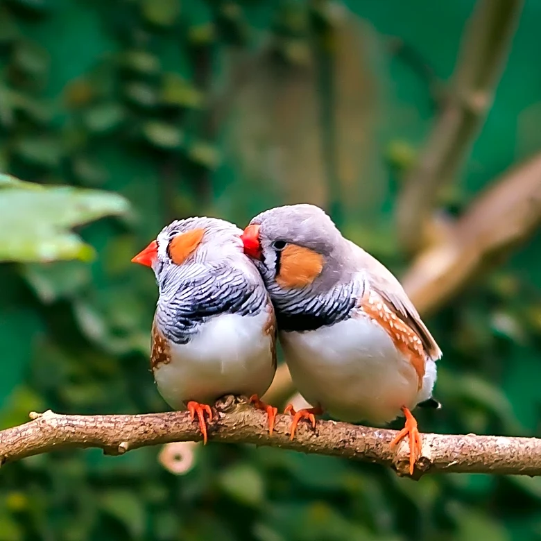 Tunneling Neurons in Zebra Finch Brains Offer New Insights into Neurogenesis
