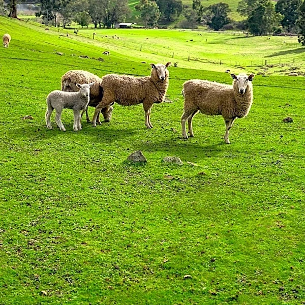 Regenerative Farming in Maine: Casa Portal's Sheep-Led Revival