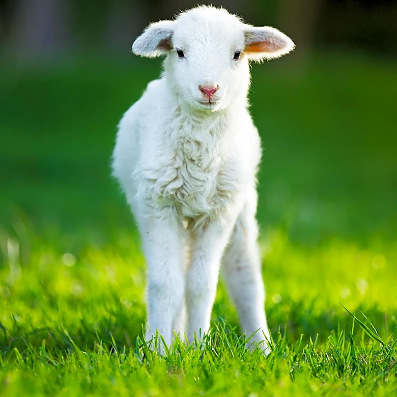 Mary's Land Farm Offers Unique Lamb Cuddling Experience in Maryland