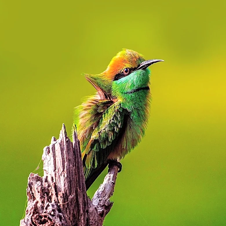 Birdwatching Gains Popularity Among Pokémon Generation, Offering New Joys