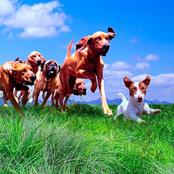 33rd Annual Doggy Dash Aims to Raise $222,000 for Animal Welfare