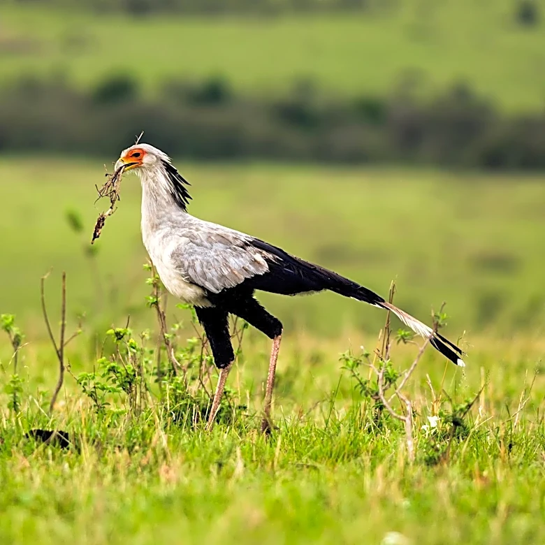Secretary Bird's Unique Hunting Strategy: Kicking Cobras to Death